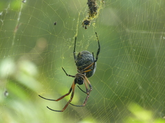 Trichonephila sexpunctata