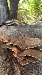 Ganoderma polychromum
