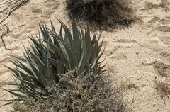 Agave deserti