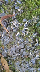 Peltigera neckeri