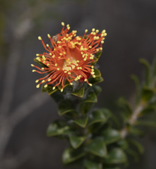 Melaleuca beaufortioides