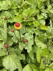 Spilanthes
