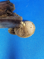 Simocybe