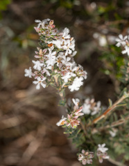 Leucopogon pulchellus