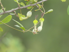 Ceropegia candelabrum