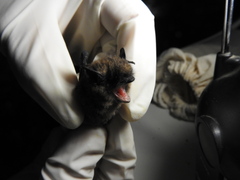 Myotis californicus