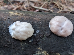 Reticularia lycoperdon