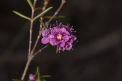 Hypocalymma robustum