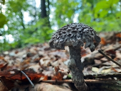 Strobilomyces strobilaceus