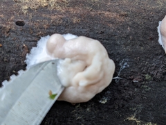 Reticularia lycoperdon