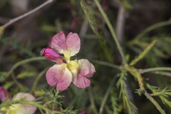Lechenaultia linarioides