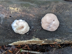Reticularia lycoperdon