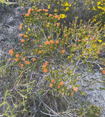 Melaleuca beaufortioides