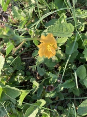 Malvastrum aurantiacum