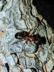Camponotus vicinus