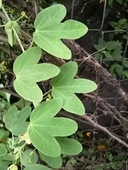 Passiflora subpeltata