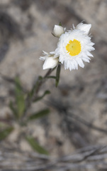 Hyalosperma cotula