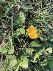 Malvastrum aurantiacum