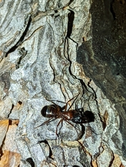 Camponotus vicinus