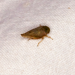 Cicadellidae