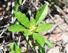 Euphorbia davidii