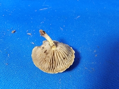 Simocybe