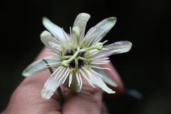 Passiflora lehmannii