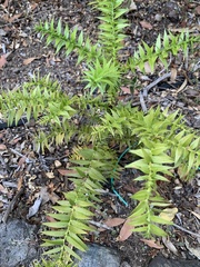 Araucariaceae