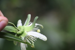 Passiflora lehmannii