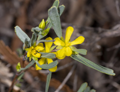 Hibbertia subvaginata