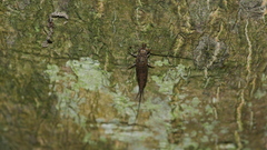 Meinertellidae
