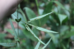 Passiflora lehmannii