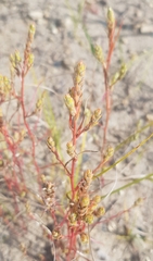 Corispermum chinganicum