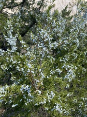 Juniperus scopulorum