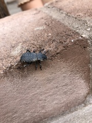 Cryptoglossa variolosa