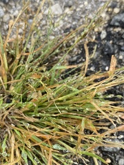 Eragrostis pectinacea