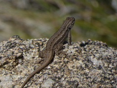 Sceloporus cowlesi