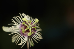 Passiflora lehmannii