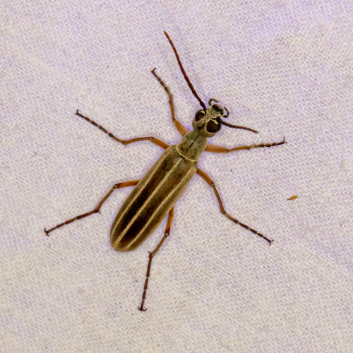 Epicauta alastor