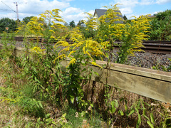 Solidago canadensis