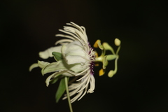Passiflora lehmannii