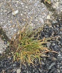 Eragrostis pectinacea