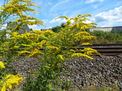 Solidago canadensis