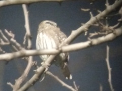 Glaucidium brasilianum