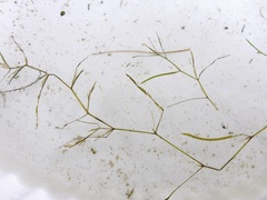 Potamogeton foliosus