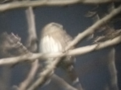 Glaucidium brasilianum