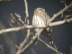 Glaucidium brasilianum