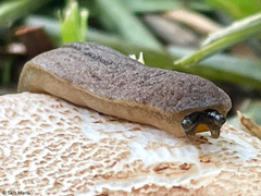 Veronicellidae