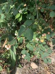 Symphoricarpos