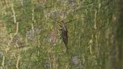 Meinertellidae